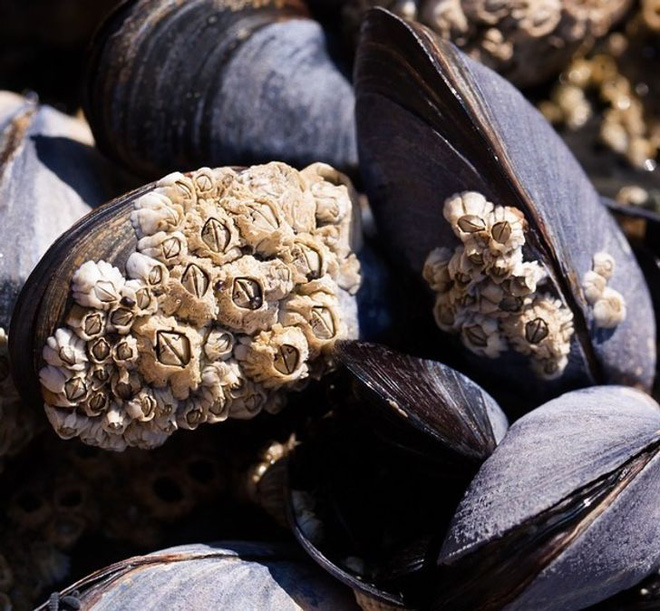 11 thứ con người từng d&ugrave;ng để giải quyết hậu quả trước khi c&oacute; giấy vệ sinh, c&aacute;i cuối c&ugrave;ng đảm bảo khiến bạn cho&aacute;ng to&agrave;n tập - Ảnh 7.