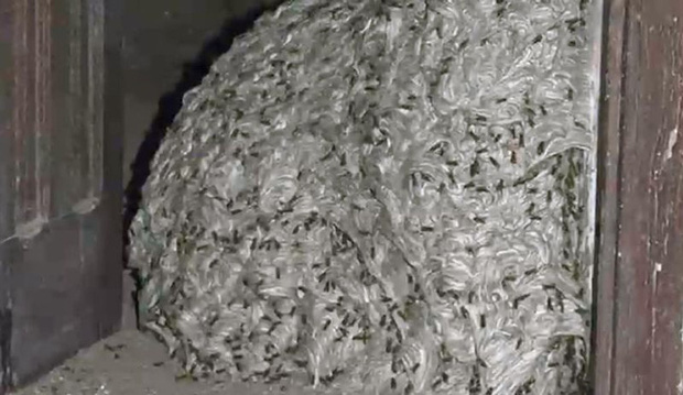 Bước ch&acirc;n v&agrave;o ng&ocirc;i nh&agrave; bỏ hoang, người đ&agrave;n &ocirc;ng khiến cư d&acirc;n mạng h&atilde;i h&ugrave;ng khi chỉ tay v&agrave;o qu&aacute;i vật khổng lồ tr&ugrave;m k&iacute;n một g&oacute;c nh&agrave; - Ảnh 4.