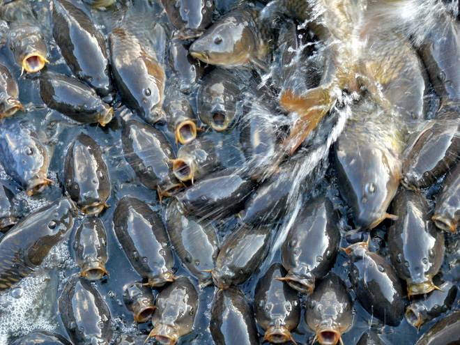 Cảnh tượng đ&agrave;n c&aacute; bơi l&uacute;c nh&uacute;c g&acirc;y sởn da g&agrave;, ngỡ chỉ xuất hiện trong phim kinh dị m&agrave; c&oacute; thật ở hồ nước độc nhất v&ocirc; nhị tr&ecirc;n thế giới - Ảnh 5.