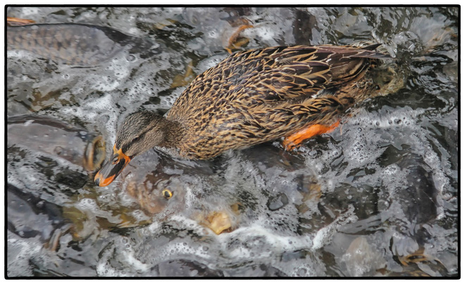 Cảnh tượng đ&agrave;n c&aacute; bơi l&uacute;c nh&uacute;c g&acirc;y sởn da g&agrave;, ngỡ chỉ xuất hiện trong phim kinh dị m&agrave; c&oacute; thật ở hồ nước độc nhất v&ocirc; nhị tr&ecirc;n thế giới - Ảnh 6.