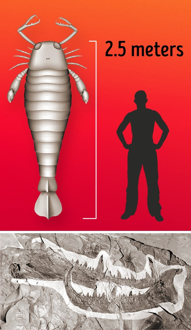 Cho&aacute;ng ngợp trước loạt ảnh những sinh vật khổng lồ nhất từng xuất hiện tr&ecirc;n Tr&aacute;i đất khiến con người tự thấy m&igrave;nh chỉ l&agrave; giống lo&agrave;i t&iacute; hon - Ảnh 9.