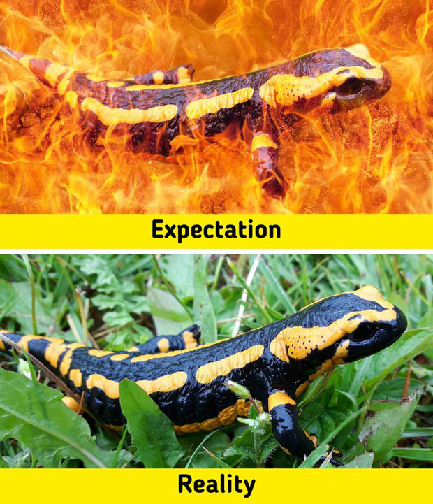 7 sinh vật huyền thoại tưởng chỉ c&oacute; ở phim ảnh nhưng lại từng l&agrave;m mưa l&agrave;m gi&oacute; Tr&aacute;i Đất trong qu&aacute; khứ, n&agrave;ng ti&ecirc;n c&aacute; cũng kh&ocirc;ng ngoại lệ - Ảnh 3.