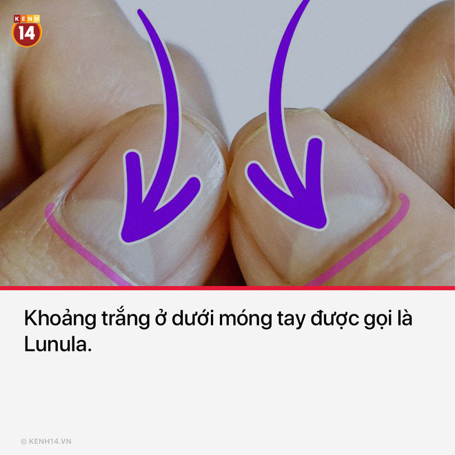 15 thứ bạn nh&igrave;n thấy hằng ng&agrave;y nhưng kh&ocirc;ng hề biết t&ecirc;n ch&uacute;ng l&agrave; g&igrave; - Ảnh 4.