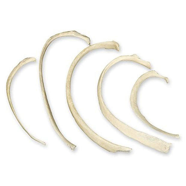 Xương sườn người thật là một trong những mặt hàng quái đản bán chạy nhất trên Amazon - Ảnh 6. Xương sườn người thật là một trong những mặt hàng quái đản bán chạy nhất trên Amazon - Ảnh 6.