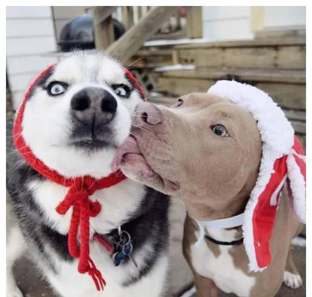 Bộ ảnh ch&uacute; Husky mặt ng&aacute;o phối giống với cả thế giới khiến người xem thấy sai v&ocirc; c&ugrave;ng - Ảnh 1.