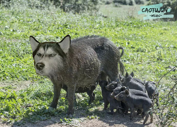 Bộ ảnh ch&uacute; Husky mặt ng&aacute;o phối giống với cả thế giới khiến người xem thấy sai v&ocirc; c&ugrave;ng - Ảnh 2.