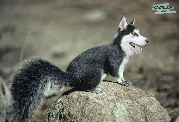 Bộ ảnh ch&uacute; Husky mặt ng&aacute;o phối giống với cả thế giới khiến người xem thấy sai v&ocirc; c&ugrave;ng - Ảnh 11.