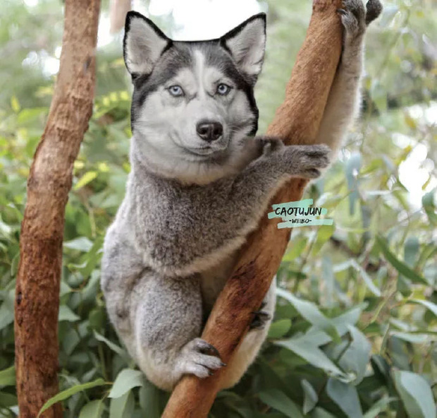 Bộ ảnh ch&uacute; Husky mặt ng&aacute;o phối giống với cả thế giới khiến người xem thấy sai v&ocirc; c&ugrave;ng - Ảnh 4.