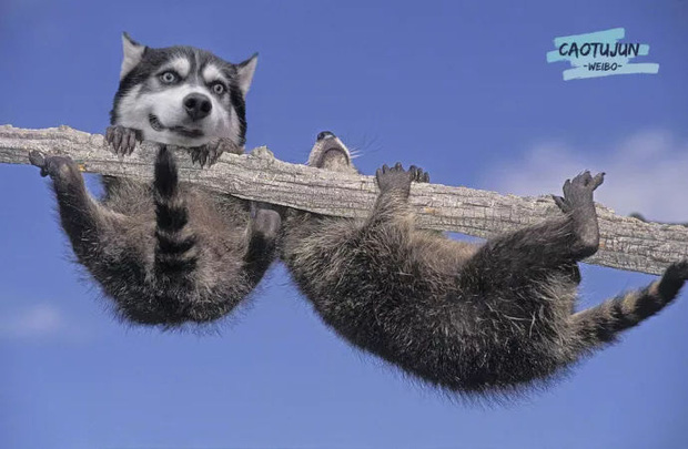 Bộ ảnh ch&uacute; Husky mặt ng&aacute;o phối giống với cả thế giới khiến người xem thấy sai v&ocirc; c&ugrave;ng - Ảnh 5.