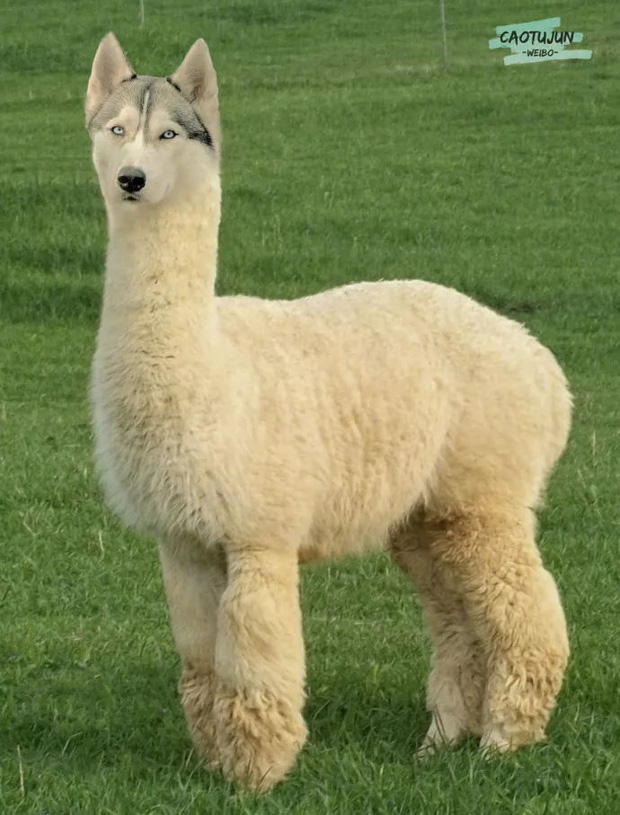 Bộ ảnh ch&uacute; Husky mặt ng&aacute;o phối giống với cả thế giới khiến người xem thấy sai v&ocirc; c&ugrave;ng - Ảnh 7.