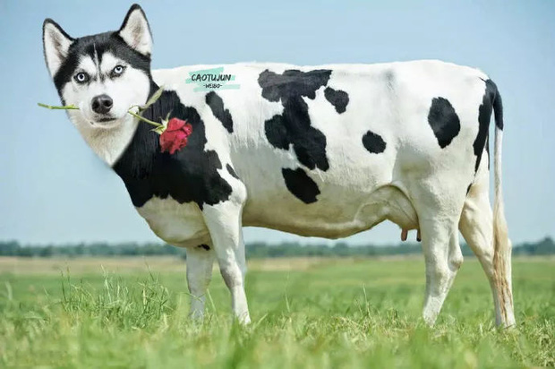 Bộ ảnh ch&uacute; Husky mặt ng&aacute;o phối giống với cả thế giới khiến người xem thấy sai v&ocirc; c&ugrave;ng - Ảnh 8.