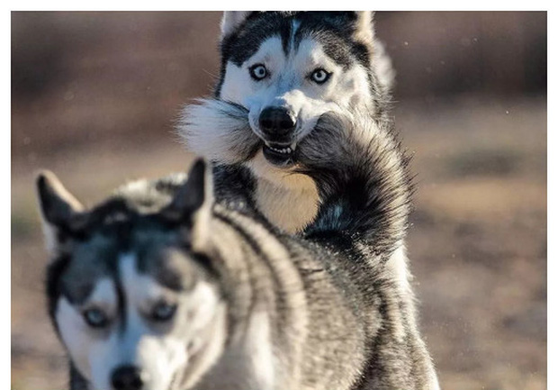 Bộ ảnh ch&uacute; Husky mặt ng&aacute;o phối giống với cả thế giới khiến người xem thấy sai v&ocirc; c&ugrave;ng - Ảnh 9.