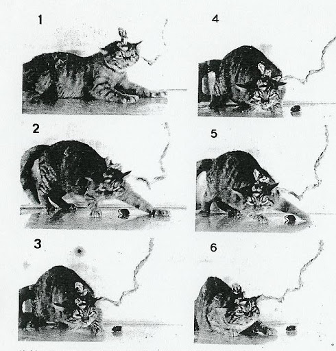 Tại sao c&aacute;c nh&agrave; khoa học biết động vật c&oacute; thể nằm mơ? - Ảnh 4.