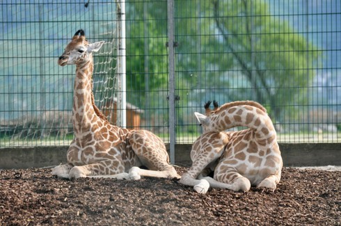 Tại sao c&aacute;c nh&agrave; khoa học biết động vật c&oacute; thể nằm mơ? - Ảnh 2.