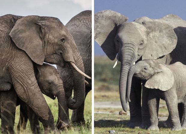  Giữa một năm 2020 đầy biến động đau thương, đ&acirc;y l&agrave; 8 tin cực đ&aacute;ng mừng m&agrave; đảm bảo bạn sẽ rất vui khi nghe thấy  - Ảnh 3.