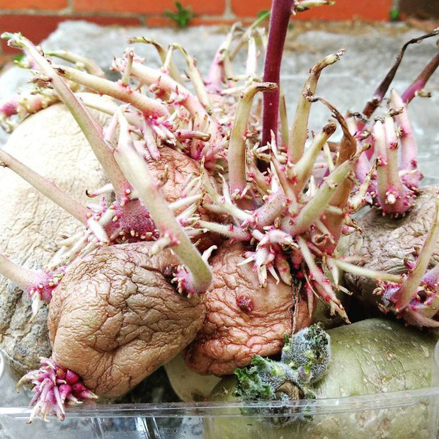 Chỉ một lần đãng trí, người phụ nữ phải lĩnh hậu quả thót tim và loạt ảnh chứng minh nhà nào cũng có thể tồn tại quái vật này nếu không cẩn thận - Ảnh 2. Chỉ một lần đãng trí, người phụ nữ phải lĩnh hậu quả thót tim và loạt ảnh chứng minh nhà nào cũng có thể tồn tại quái vật này nếu không cẩn thận - Ảnh 2.