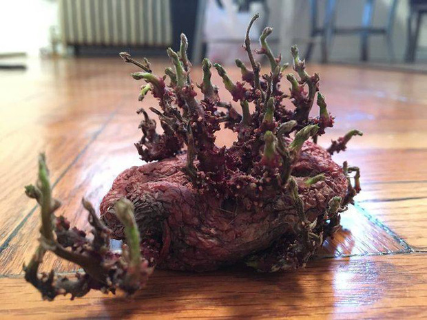 Chỉ một lần đãng trí, người phụ nữ phải lĩnh hậu quả thót tim và loạt ảnh chứng minh nhà nào cũng có thể tồn tại quái vật này nếu không cẩn thận - Ảnh 11. Chỉ một lần đãng trí, người phụ nữ phải lĩnh hậu quả thót tim và loạt ảnh chứng minh nhà nào cũng có thể tồn tại quái vật này nếu không cẩn thận - Ảnh 11.