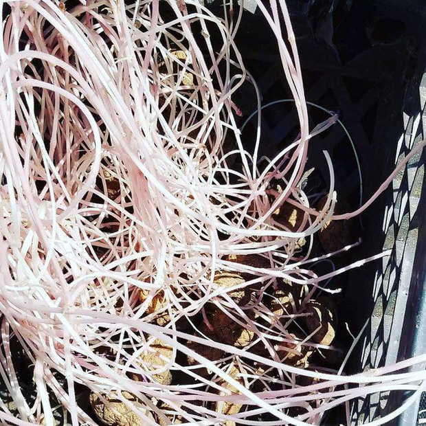 Chỉ một lần đãng trí, người phụ nữ phải lĩnh hậu quả thót tim và loạt ảnh chứng minh nhà nào cũng có thể tồn tại quái vật này nếu không cẩn thận - Ảnh 15. Chỉ một lần đãng trí, người phụ nữ phải lĩnh hậu quả thót tim và loạt ảnh chứng minh nhà nào cũng có thể tồn tại quái vật này nếu không cẩn thận - Ảnh 15.