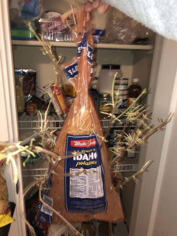 Chỉ một lần đãng trí, người phụ nữ phải lĩnh hậu quả thót tim và loạt ảnh chứng minh nhà nào cũng có thể tồn tại quái vật này nếu không cẩn thận - Ảnh 19. Chỉ một lần đãng trí, người phụ nữ phải lĩnh hậu quả thót tim và loạt ảnh chứng minh nhà nào cũng có thể tồn tại quái vật này nếu không cẩn thận - Ảnh 19.