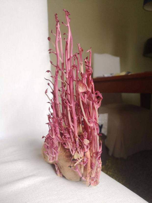 Chỉ một lần đãng trí, người phụ nữ phải lĩnh hậu quả thót tim và loạt ảnh chứng minh nhà nào cũng có thể tồn tại quái vật này nếu không cẩn thận - Ảnh 7. Chỉ một lần đãng trí, người phụ nữ phải lĩnh hậu quả thót tim và loạt ảnh chứng minh nhà nào cũng có thể tồn tại quái vật này nếu không cẩn thận - Ảnh 7.