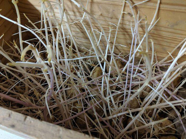 Chỉ một lần đãng trí, người phụ nữ phải lĩnh hậu quả thót tim và loạt ảnh chứng minh nhà nào cũng có thể tồn tại quái vật này nếu không cẩn thận - Ảnh 9. Chỉ một lần đãng trí, người phụ nữ phải lĩnh hậu quả thót tim và loạt ảnh chứng minh nhà nào cũng có thể tồn tại quái vật này nếu không cẩn thận - Ảnh 9.