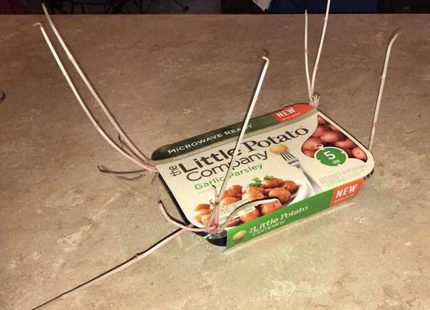 Chỉ một lần đãng trí, người phụ nữ phải lĩnh hậu quả thót tim và loạt ảnh chứng minh nhà nào cũng có thể tồn tại quái vật này nếu không cẩn thận - Ảnh 10. Chỉ một lần đãng trí, người phụ nữ phải lĩnh hậu quả thót tim và loạt ảnh chứng minh nhà nào cũng có thể tồn tại quái vật này nếu không cẩn thận - Ảnh 10.