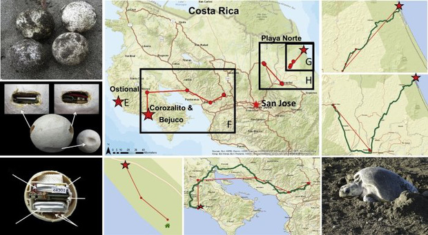  C&uacute; lừa đỉnh cao: Khoa học chế trứng r&ugrave;a giả để triệt ph&aacute; một trong những loại tội phạm phổ biến v&agrave; nguy hiểm nhất với thế giới động vật  - Ảnh 4.