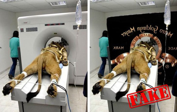 Bức ảnh c&aacute; mập nhảy l&ecirc;n khỏi mặt nước sắp ngoạm người đ&agrave;n &ocirc;ng sau 19 năm vẫn khiến d&acirc;n mạng th&oacute;t tim v&agrave; t&ograve; m&ograve; về số phận nạn nh&acirc;n - Ảnh 6.