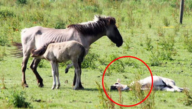  Tử địa giữa thi&ecirc;n đ&agrave;ng: Th&iacute; nghiệm phục hồi tự nhi&ecirc;n tại H&agrave; Lan bỗng mang đến kết cục kinh ho&agrave;ng chưa từng c&oacute;, m&ugrave;i vị chết ch&oacute;c lan tỏa khắp nơi  - Ảnh 1.