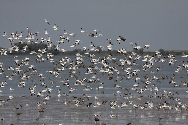  Tử địa giữa thi&ecirc;n đ&agrave;ng: Th&iacute; nghiệm phục hồi tự nhi&ecirc;n tại H&agrave; Lan bỗng mang đến kết cục kinh ho&agrave;ng chưa từng c&oacute;, m&ugrave;i vị chết ch&oacute;c lan tỏa khắp nơi  - Ảnh 3.