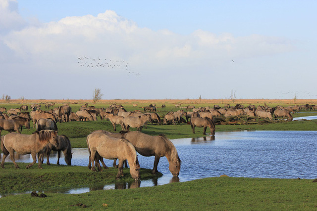  Tử địa giữa thi&ecirc;n đ&agrave;ng: Th&iacute; nghiệm phục hồi tự nhi&ecirc;n tại H&agrave; Lan bỗng mang đến kết cục kinh ho&agrave;ng chưa từng c&oacute;, m&ugrave;i vị chết ch&oacute;c lan tỏa khắp nơi  - Ảnh 4.