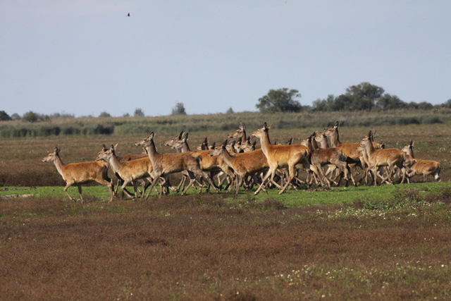  Tử địa giữa thi&ecirc;n đ&agrave;ng: Th&iacute; nghiệm phục hồi tự nhi&ecirc;n tại H&agrave; Lan bỗng mang đến kết cục kinh ho&agrave;ng chưa từng c&oacute;, m&ugrave;i vị chết ch&oacute;c lan tỏa khắp nơi  - Ảnh 5.