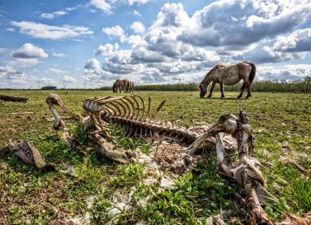  Tử địa giữa thi&ecirc;n đ&agrave;ng: Th&iacute; nghiệm phục hồi tự nhi&ecirc;n tại H&agrave; Lan bỗng mang đến kết cục kinh ho&agrave;ng chưa từng c&oacute;, m&ugrave;i vị chết ch&oacute;c lan tỏa khắp nơi  - Ảnh 7.
