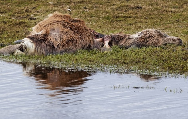  Tử địa giữa thi&ecirc;n đ&agrave;ng: Th&iacute; nghiệm phục hồi tự nhi&ecirc;n tại H&agrave; Lan bỗng mang đến kết cục kinh ho&agrave;ng chưa từng c&oacute;, m&ugrave;i vị chết ch&oacute;c lan tỏa khắp nơi  - Ảnh 8.
