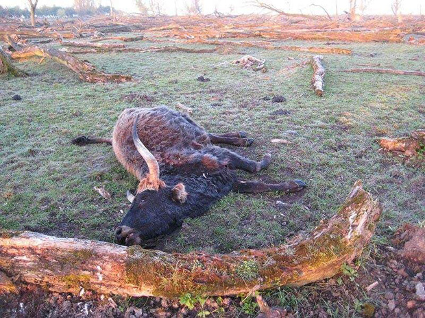  Tử địa giữa thi&ecirc;n đ&agrave;ng: Th&iacute; nghiệm phục hồi tự nhi&ecirc;n tại H&agrave; Lan bỗng mang đến kết cục kinh ho&agrave;ng chưa từng c&oacute;, m&ugrave;i vị chết ch&oacute;c lan tỏa khắp nơi  - Ảnh 9.