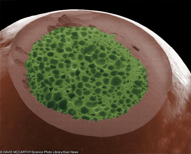 Loạt ảnh những vật dụng hằng ngày trong cuộc sống được soi dưới kính hiển vi khiến ai nhìn vào cũng phải kinh ngạc - Ảnh 2. Loạt ảnh những vật dụng hằng ngày trong cuộc sống được soi dưới kính hiển vi khiến ai nhìn vào cũng phải kinh ngạc - Ảnh 2.