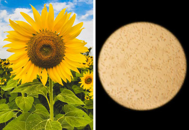 Loạt ảnh những vật dụng hằng ngày trong cuộc sống được soi dưới kính hiển vi khiến ai nhìn vào cũng phải kinh ngạc - Ảnh 13. Loạt ảnh những vật dụng hằng ngày trong cuộc sống được soi dưới kính hiển vi khiến ai nhìn vào cũng phải kinh ngạc - Ảnh 13.