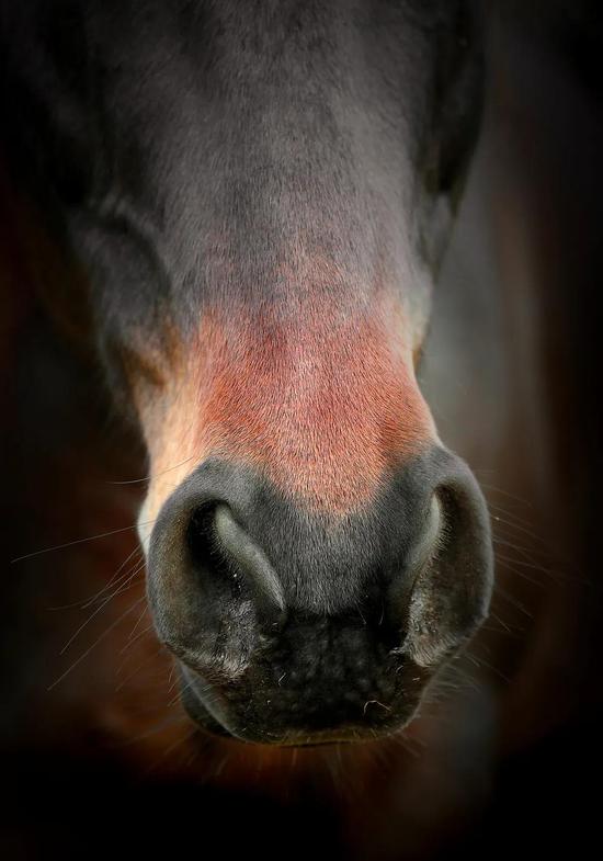Tại sao những con g&agrave; trong si&ecirc;u thị kh&ocirc;ng c&oacute; đầu? - Ảnh 9.
