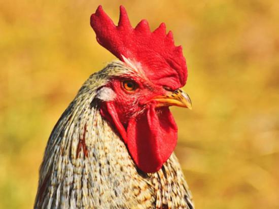 Tại sao những con g&agrave; trong si&ecirc;u thị kh&ocirc;ng c&oacute; đầu? - Ảnh 3.