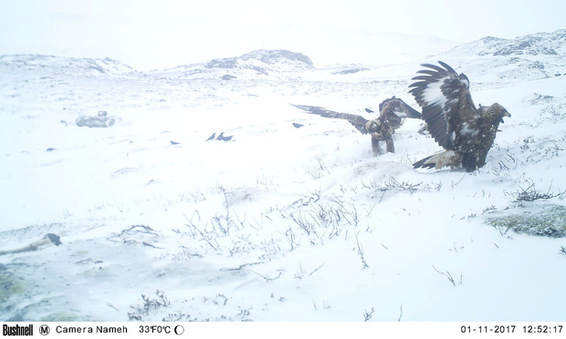 V&ugrave;ng đất kinh ho&agrave;ng: H&agrave;ng trăm con tuần lộc đồng loạt lăn ra chết, khoa học để mặc ch&uacute;ng ph&acirc;n hủy v&agrave; đ&acirc;y l&agrave; những g&igrave; đ&atilde; xảy ra - Ảnh 3.