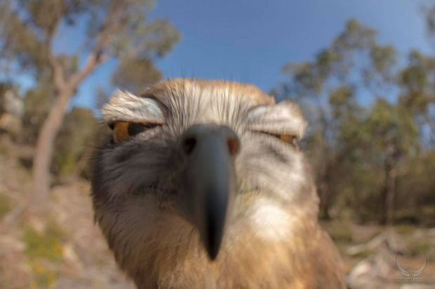 Khi những tay m&aacute;y nghiệp dư rủ nhau đi chụp ảnh động vật v&agrave; loạt ảnh xấu để đời đủ khiến d&acirc;n mạng cười đến mấy ng&agrave;y - Ảnh 3.