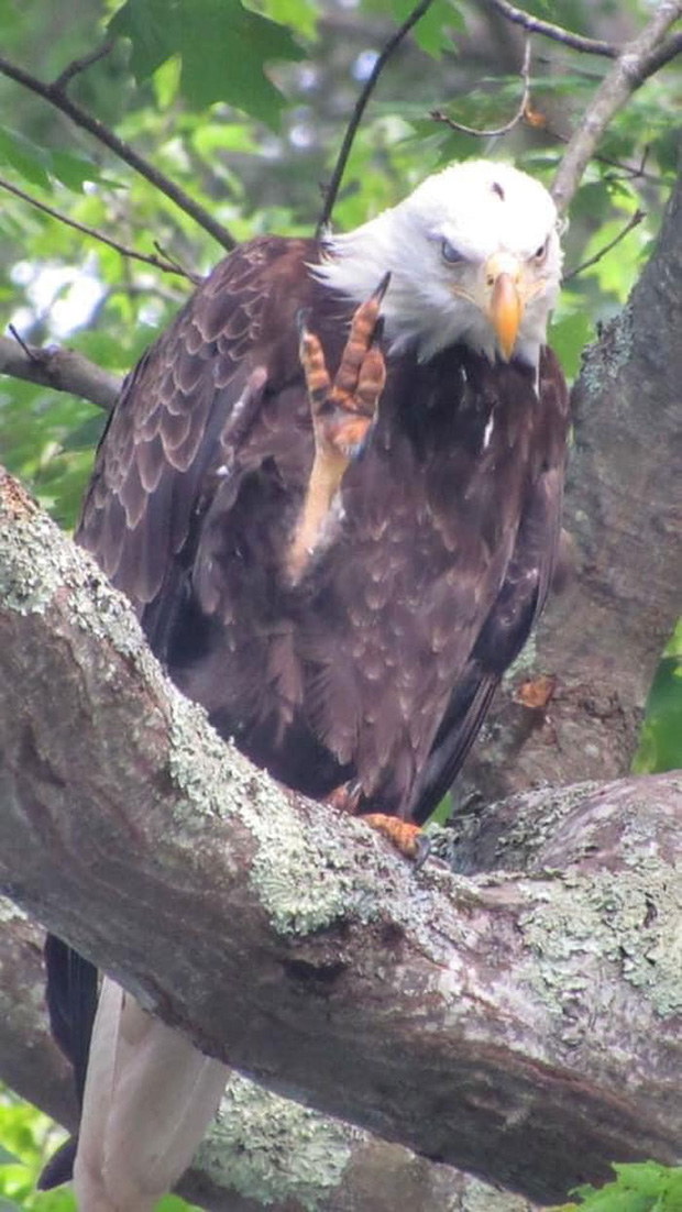 Khi những tay m&aacute;y nghiệp dư rủ nhau đi chụp ảnh động vật v&agrave; loạt ảnh xấu để đời đủ khiến d&acirc;n mạng cười đến mấy ng&agrave;y - Ảnh 14.