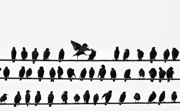 Khi những tay m&aacute;y nghiệp dư rủ nhau đi chụp ảnh động vật v&agrave; loạt ảnh xấu để đời đủ khiến d&acirc;n mạng cười đến mấy ng&agrave;y - Ảnh 16.