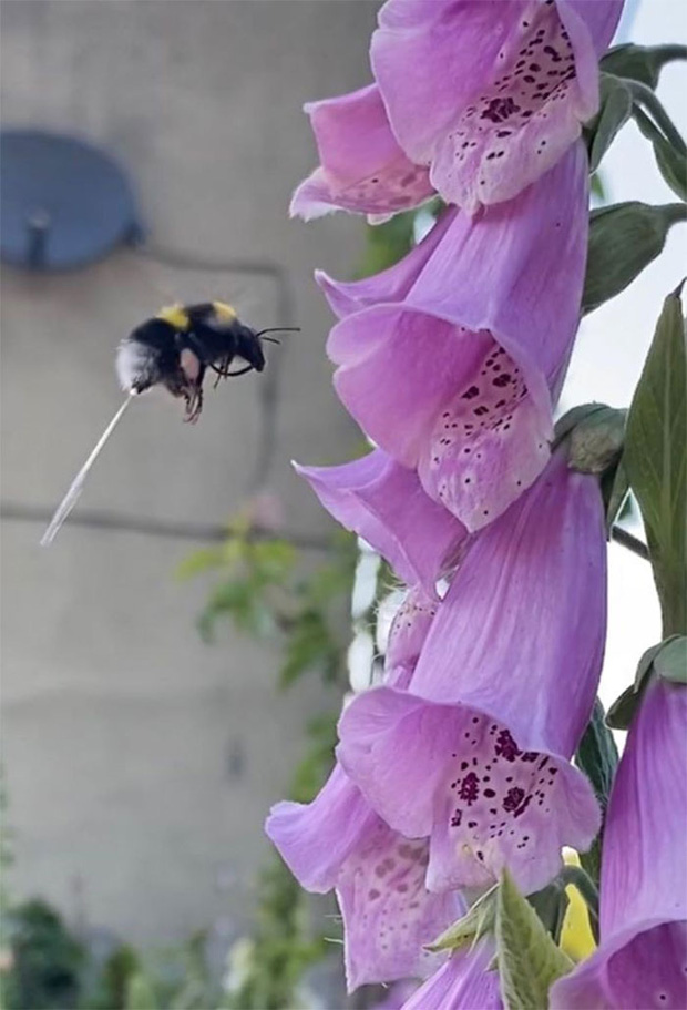 Khi những tay m&aacute;y nghiệp dư rủ nhau đi chụp ảnh động vật v&agrave; loạt ảnh xấu để đời đủ khiến d&acirc;n mạng cười đến mấy ng&agrave;y - Ảnh 19.