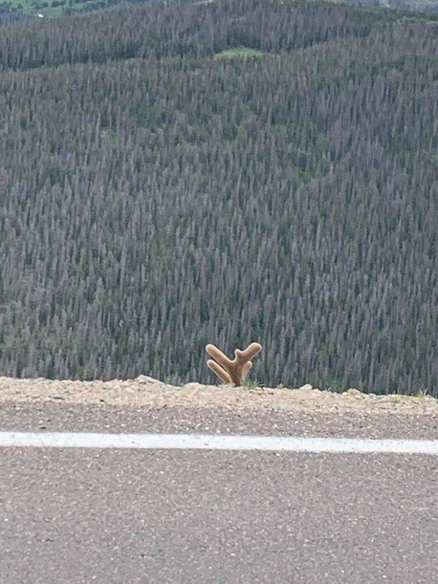 Khi những tay m&aacute;y nghiệp dư rủ nhau đi chụp ảnh động vật v&agrave; loạt ảnh xấu để đời đủ khiến d&acirc;n mạng cười đến mấy ng&agrave;y - Ảnh 5.