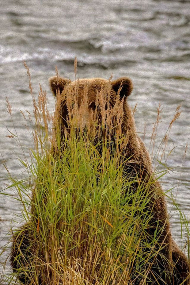 Khi những tay m&aacute;y nghiệp dư rủ nhau đi chụp ảnh động vật v&agrave; loạt ảnh xấu để đời đủ khiến d&acirc;n mạng cười đến mấy ng&agrave;y - Ảnh 23.