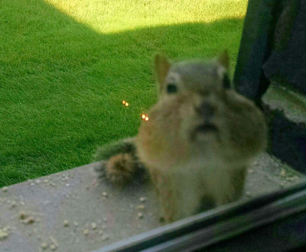 Khi những tay m&aacute;y nghiệp dư rủ nhau đi chụp ảnh động vật v&agrave; loạt ảnh xấu để đời đủ khiến d&acirc;n mạng cười đến mấy ng&agrave;y - Ảnh 29.