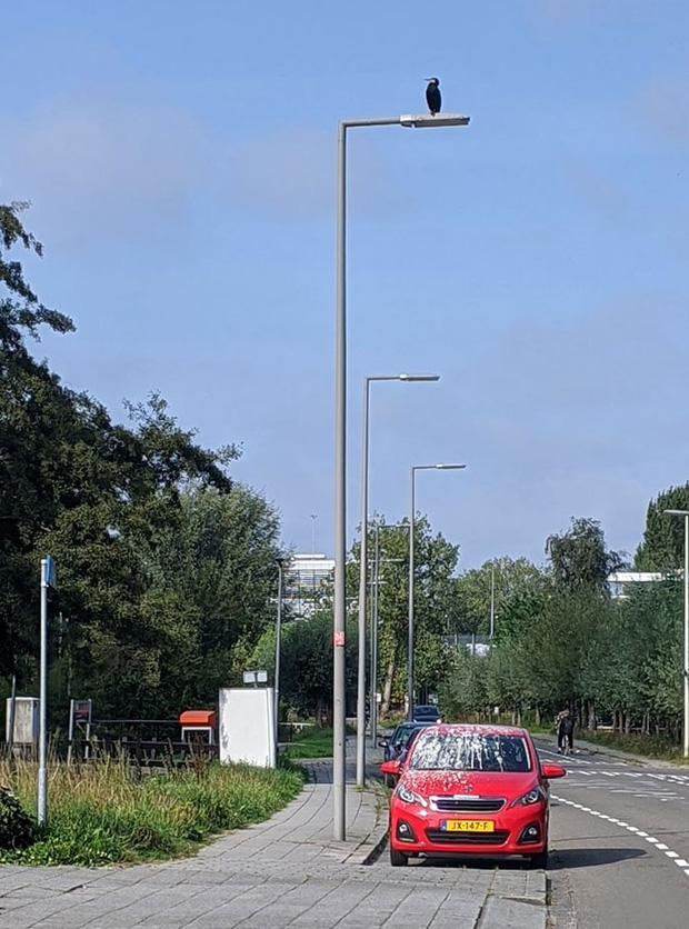 Khi những tay m&aacute;y nghiệp dư rủ nhau đi chụp ảnh động vật v&agrave; loạt ảnh xấu để đời đủ khiến d&acirc;n mạng cười đến mấy ng&agrave;y - Ảnh 31.