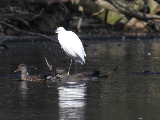 Khi những tay m&aacute;y nghiệp dư rủ nhau đi chụp ảnh động vật v&agrave; loạt ảnh xấu để đời đủ khiến d&acirc;n mạng cười đến mấy ng&agrave;y - Ảnh 32.