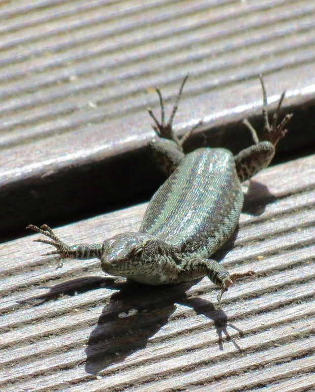 Khi những tay m&aacute;y nghiệp dư rủ nhau đi chụp ảnh động vật v&agrave; loạt ảnh xấu để đời đủ khiến d&acirc;n mạng cười đến mấy ng&agrave;y - Ảnh 7.